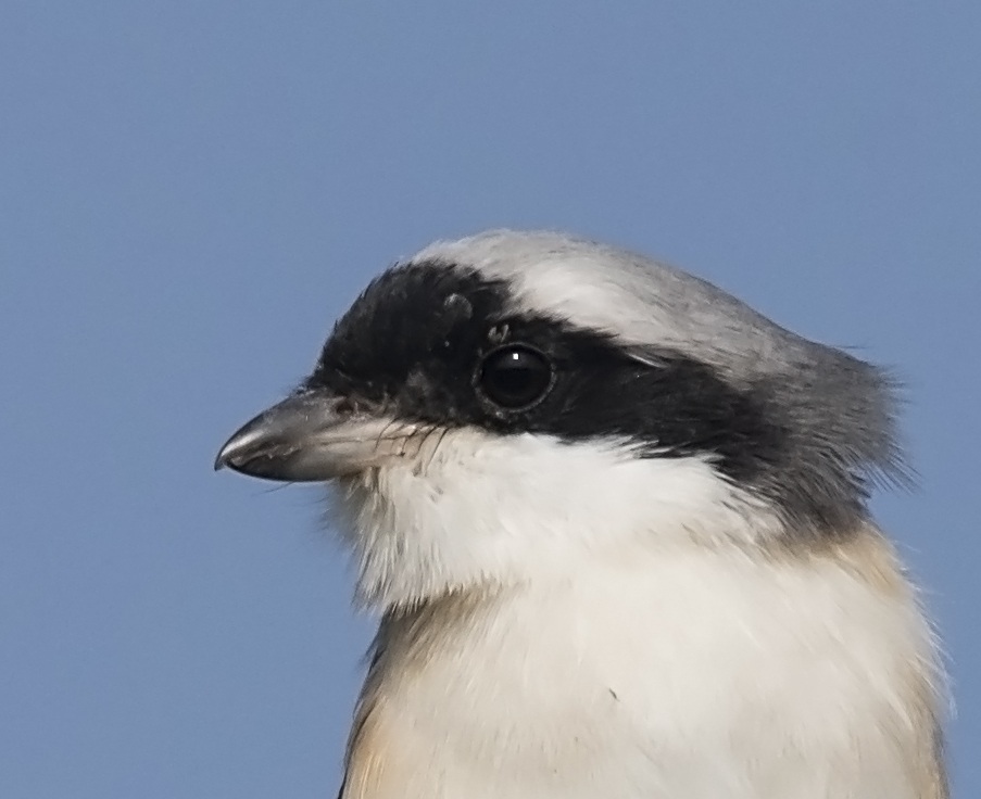Southern Grey Shrike
